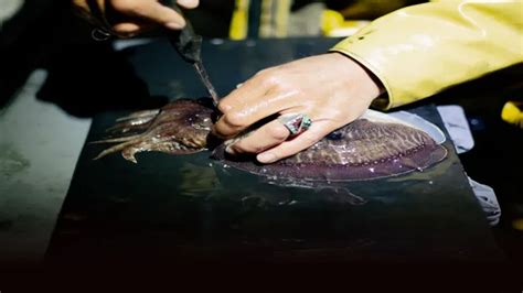 How to Humanely Kill an Aquarium Fish: A Compassionate Guide .